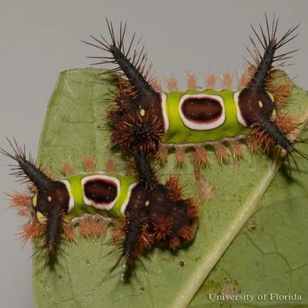 thumbnail for publication: Saddleback Caterpillar Acharia stimulea (Clemens) (Insecta: Lepidoptera: Limacodidae)